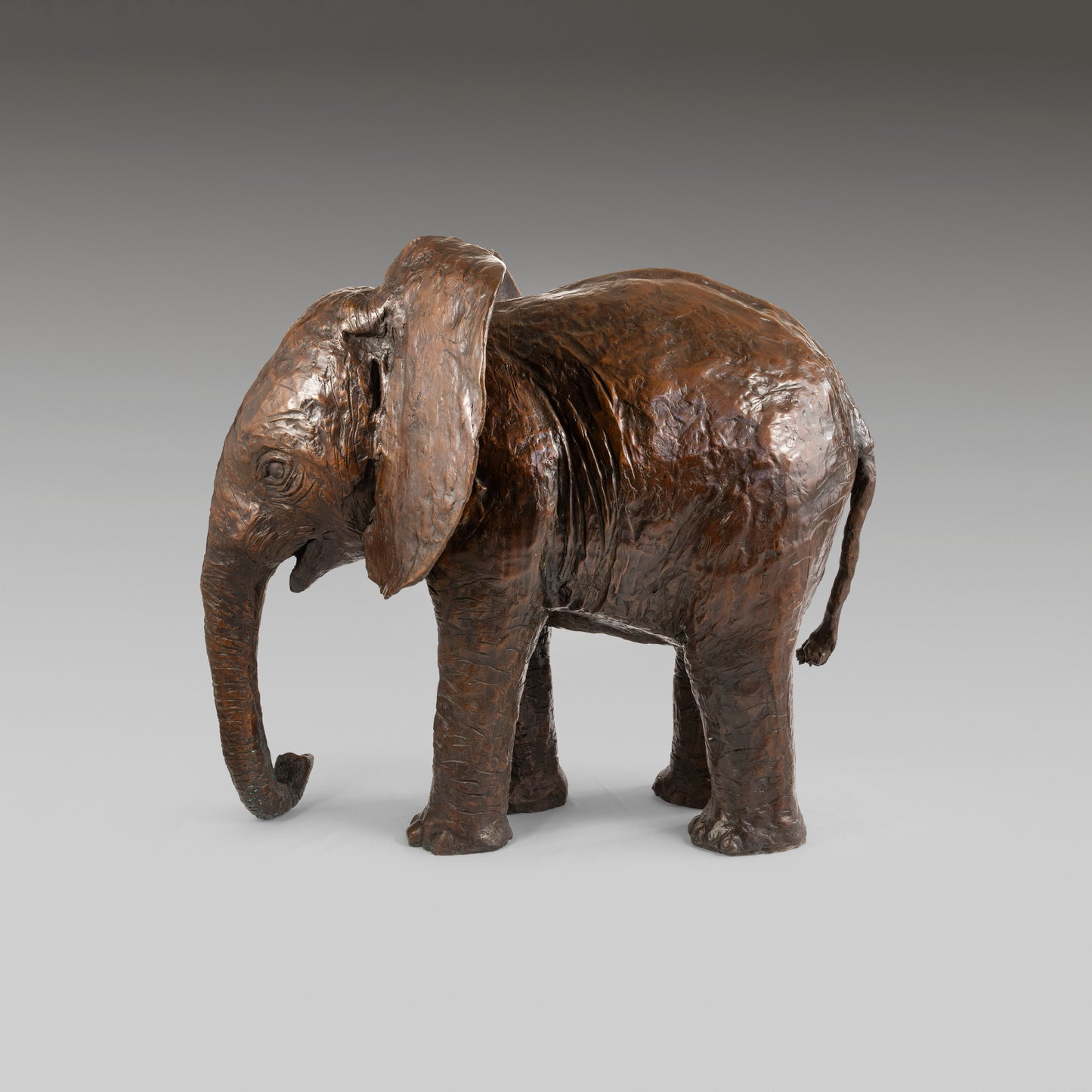 Elephant Orphan 2