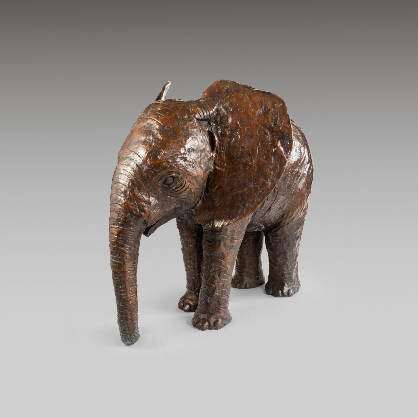 Elephant Orphan 2