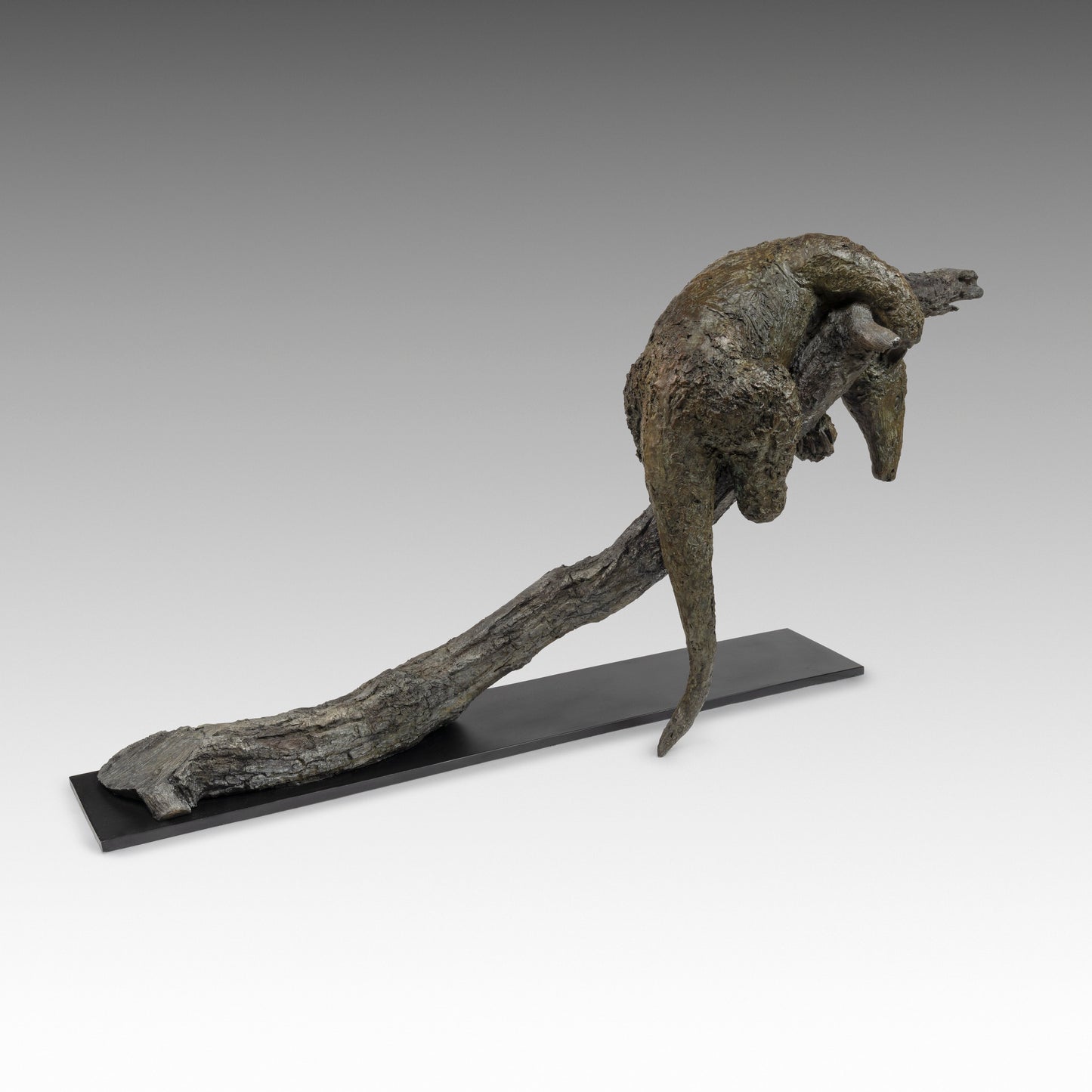 Lesser Anteater of Costa Rica 2