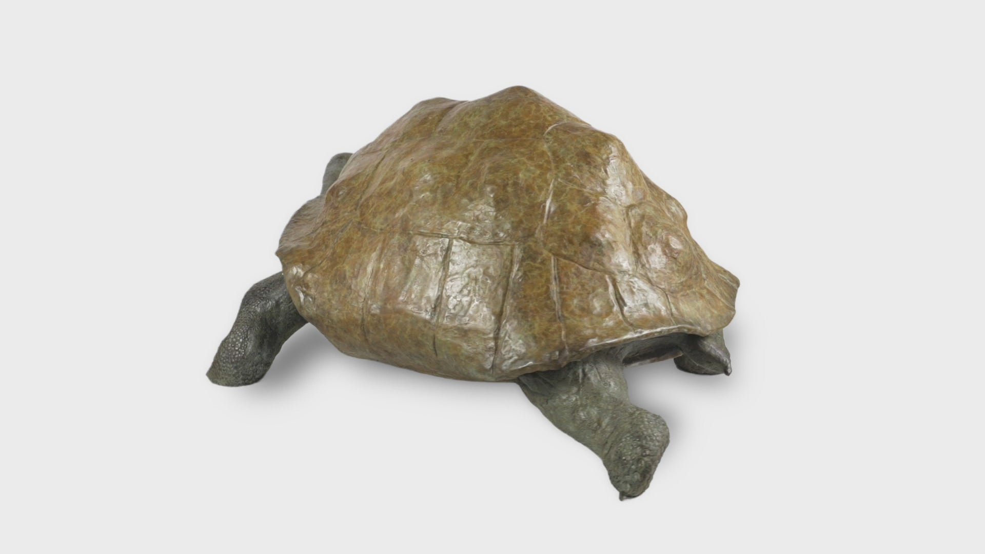 Portrait of Galapagos Giant 1 – Zac Goldsmith Art For Nature